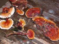 قارچ گانودرما